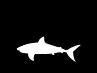 Bullshark